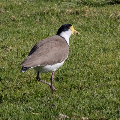 Vanellus miles (Masked Lapwing) at Merimbula, NSW - 29 Aug 2025 by AlisonMilton