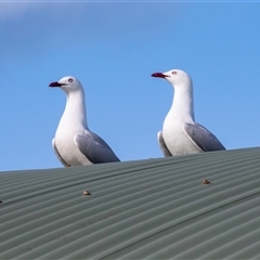 Chroicocephalus novaehollandiae (Silver Gull) at Merimbula, NSW - 29 Aug 2025 by AlisonMilton