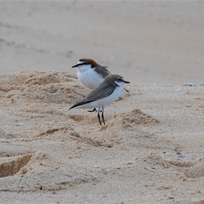 Anarhynchus ruficapillus (Red-capped Plover) at Mirador, NSW - 29 Aug 2025 by AlisonMilton