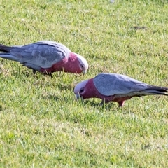 Eolophus roseicapilla (Galah) at Merimbula, NSW - 29 Aug 2025 by AlisonMilton