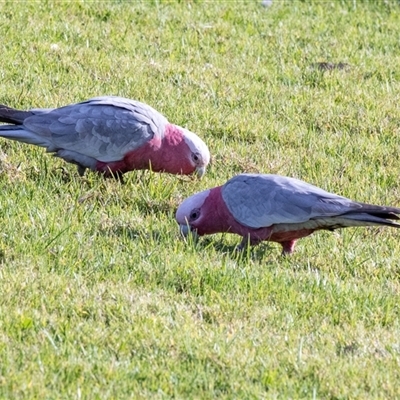 Eolophus roseicapilla (Galah) at Merimbula, NSW - 29 Aug 2025 by AlisonMilton