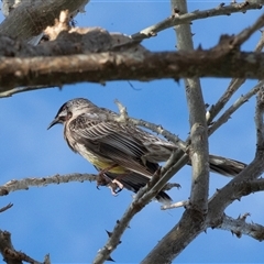 Anthochaera carunculata (Red Wattlebird) at Merimbula, NSW - 29 Aug 2025 by AlisonMilton