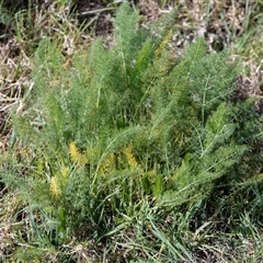 Foeniculum vulgare (Fennel) at Candelo, NSW - 29 Aug 2025 by AlisonMilton