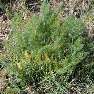 Foeniculum vulgare (Fennel) at Candelo, NSW - 29 Aug 2025 by AlisonMilton
