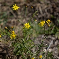 Senecio madagascariensis (Madagascan Fireweed, Fireweed) at Candelo, NSW - 29 Aug 2025 by AlisonMilton