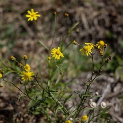 Senecio madagascariensis (Madagascan Fireweed, Fireweed) at Candelo, NSW - 29 Aug 2025 by AlisonMilton