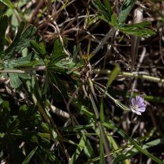 Geranium (genus) (Geranium) at Toothdale, NSW - 29 Aug 2025 by AlisonMilton