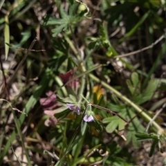 Geranium (genus) at Toothdale, NSW - 29 Aug 2025 02:37 PM