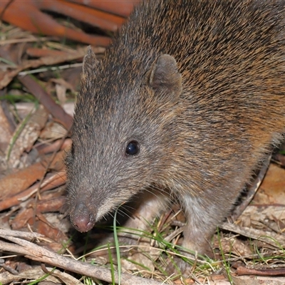 Isoodon obesulus obesulus (Southern Brown Bandicoot) at Kambah, ACT - 3 Sep 2025 by TimL