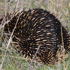 Tachyglossus aculeatus (Short-beaked Echidna) at Strathnairn, ACT - 2 Sep 2025 by TimL