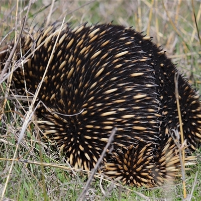 Tachyglossus aculeatus (Short-beaked Echidna) at Strathnairn, ACT - 2 Sep 2025 by TimL
