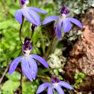 Caladenia caerulea (Blue Fingers, Blue Fairies) at Koorawatha, NSW - 30 Aug 2025 by KooragindiJohn