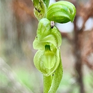 Hymenochilus muticus (Midget Greenhood) at Koorawatha, NSW - 30 Aug 2025 by KooragindiJohn