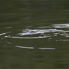 Ornithorhynchus anatinus (Platypus) at Kambah, ACT - 3 Sep 2025 by TimL