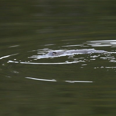 Ornithorhynchus anatinus (Platypus) at Kambah, ACT - 3 Sep 2025 by TimL
