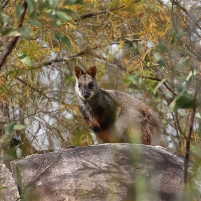 Petrogale penicillata (Brush-tailed Rock Wallaby) at Kambah, ACT - 3 Sep 2025 by TimL