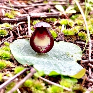 Corysanthes incurva (Slaty Helmet Orchid) by KooragindiJohn
