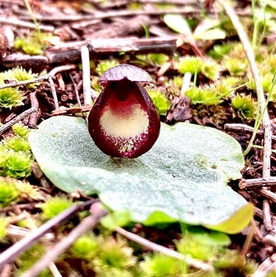 Corysanthes incurva (Slaty Helmet Orchid) at  - suppressed by KooragindiJohn