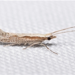 Plutella xylostella (Diamondback Moth) at Jerrabomberra, NSW - 3 Sep 2025 by DianneClarke