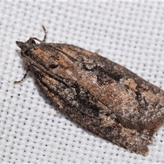 Thrincophora lignigerana (A Tortricid moth) at Jerrabomberra, NSW - 3 Sep 2025 by DianneClarke