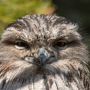 Podargus strigoides (Tawny Frogmouth) at Symonston, ACT - 4 Sep 2025 by rawshorty
