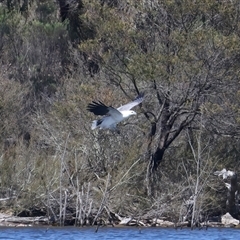 Icthyophaga leucogaster (White-bellied Sea-Eagle) at Googong, NSW - 1 Sep 2025 by jb2602