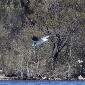 Icthyophaga leucogaster (White-bellied Sea-Eagle) at Googong, NSW - 1 Sep 2025 by jb2602