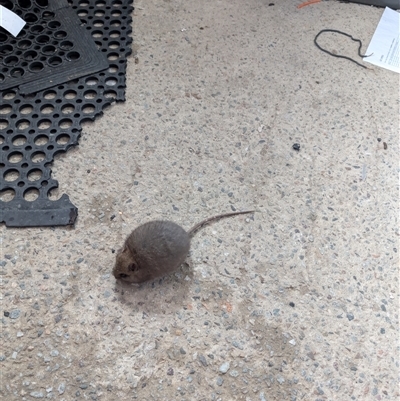 Mastacomys fuscus mordicus (Broad-toothed Rat) at Thredbo, NSW - 4 Sep 2025 by OtterTherapy