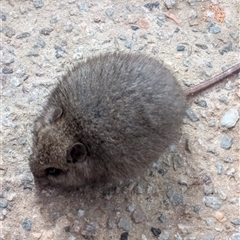 Mastacomys fuscus mordicus at Thredbo, NSW - suppressed