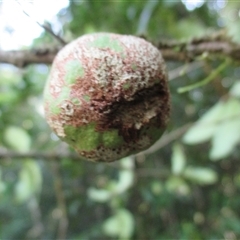 Hedraianthera porphyropetala at Syndicate, QLD - 2 Feb 2015 by JasonPStewart