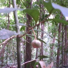 Hedraianthera porphyropetala at Mossman Gorge, QLD - 11 Feb 2014 by JasonPStewart