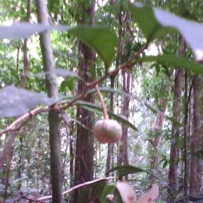 Hedraianthera porphyropetala at Mossman Gorge, QLD - 11 Feb 2014 by JasonPStewart