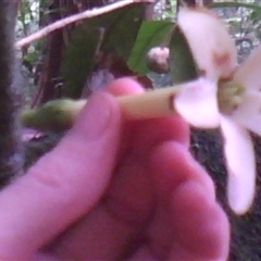 Fagraea berteroana (cape jitta) at Mossman Gorge, QLD - 11 Feb 2014 by JasonPStewart