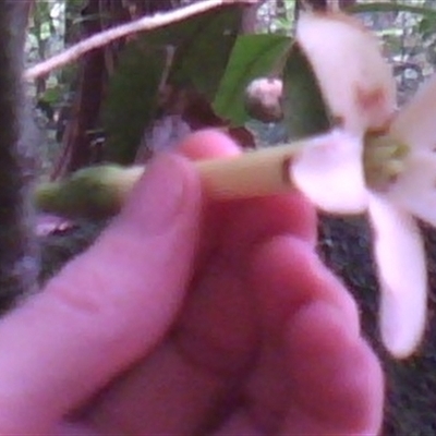 Fagraea berteroana (cape jitta) at Mossman Gorge, QLD - 11 Feb 2014 by JasonPStewart