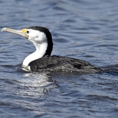 Phalacrocorax varius (Pied Cormorant) at Throsby, ACT - 4 Sep 2025 by Thurstan