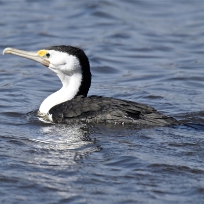 Phalacrocorax varius (Pied Cormorant) at Throsby, ACT - 4 Sep 2025 by Thurstan