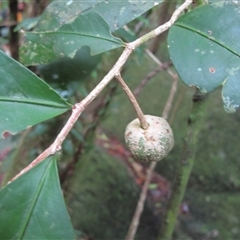 Hedraianthera porphyropetala at Mossman Gorge, QLD - 25 Feb 2014 by JasonPStewart