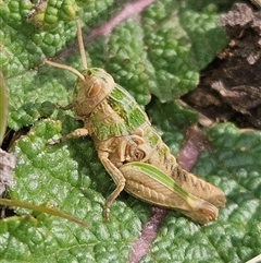 Perunga ochracea (Perunga grasshopper, Cross-dressing Grasshopper) at Yarralumla, ACT - 4 Sep 2025 by Wolfdogg