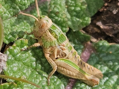 Perunga ochracea (Perunga grasshopper, Cross-dressing Grasshopper) at Yarralumla, ACT - 4 Sep 2025 by Wolfdogg