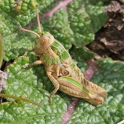 Perunga ochracea (Perunga grasshopper, Cross-dressing Grasshopper) at Yarralumla, ACT - 4 Sep 2025 by Wolfdogg