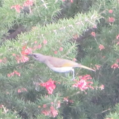 Lichmera indistincta (Brown Honeyeater) at Dunlop, ACT - 3 Sep 2025 by Christine