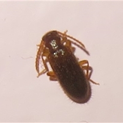 Unverified Beetle (Coleoptera) at Flynn, ACT - 3 Sep 2025 by Christine