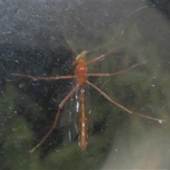 Ichneumonidae (family) at Flynn, ACT - 3 Sep 2025 by Christine