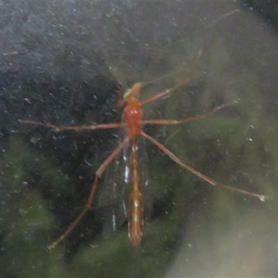 Ichneumonidae (family) at Flynn, ACT - 3 Sep 2025 by Christine
