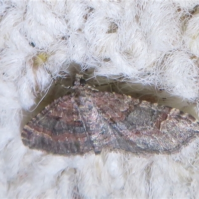 Epyaxa subidaria (Subidaria Moth) at Flynn, ACT - 2 Sep 2025 by Christine