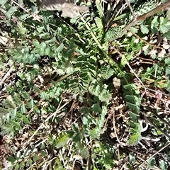 Sanguisorba minor (Salad Burnet, Sheep's Burnet) at Mawson, ACT - 4 Sep 2025 by Mike