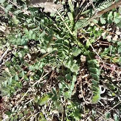 Sanguisorba minor (Salad Burnet, Sheep's Burnet) at Mawson, ACT - 4 Sep 2025 by Mike