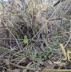 Bunochilus umbrinus (ACT) = Pterostylis umbrina (NSW) (Broad-sepaled Leafy Greenhood) by thecbrgardener