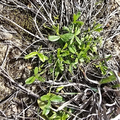 Cullen tenax (Tough Scurf-Pea) at Mawson, ACT - 4 Sep 2025 by Mike