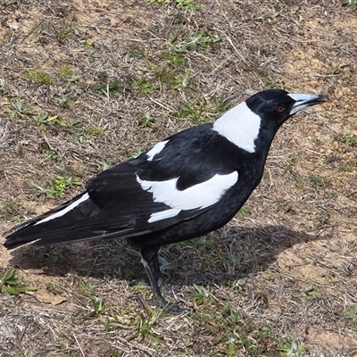 Gymnorhina tibicen (Australian Magpie) at Mawson, ACT - 4 Sep 2025 by Mike